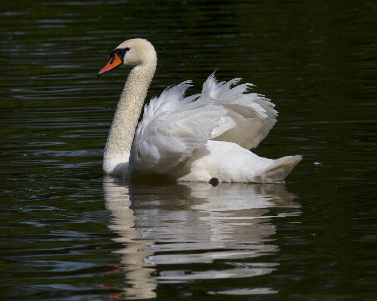 MuteSwan-0032