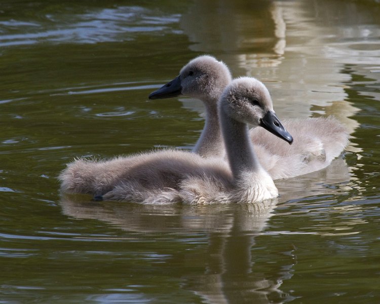MuteSwan-0037