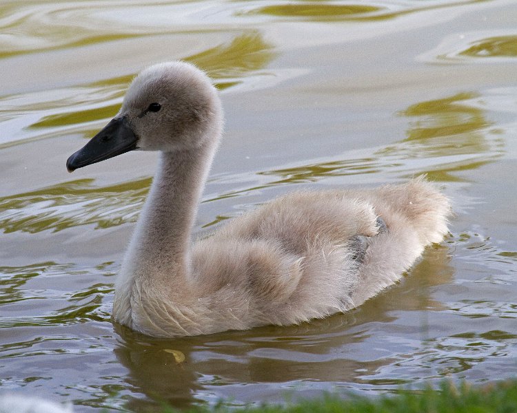 MuteSwan-0038