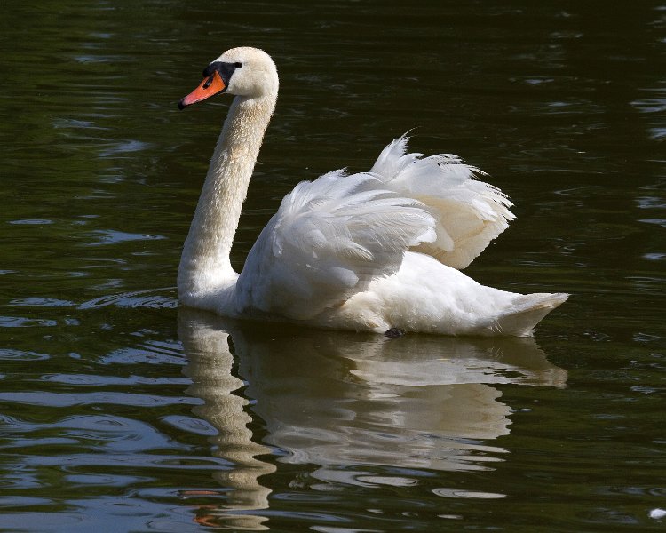 MuteSwan-0040