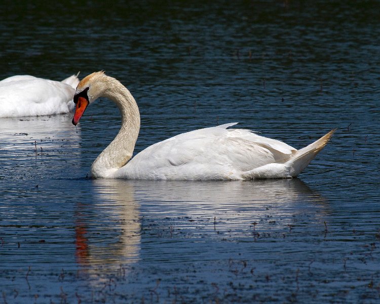 MuteSwan-0041