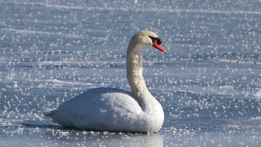 MuteSwan-0042