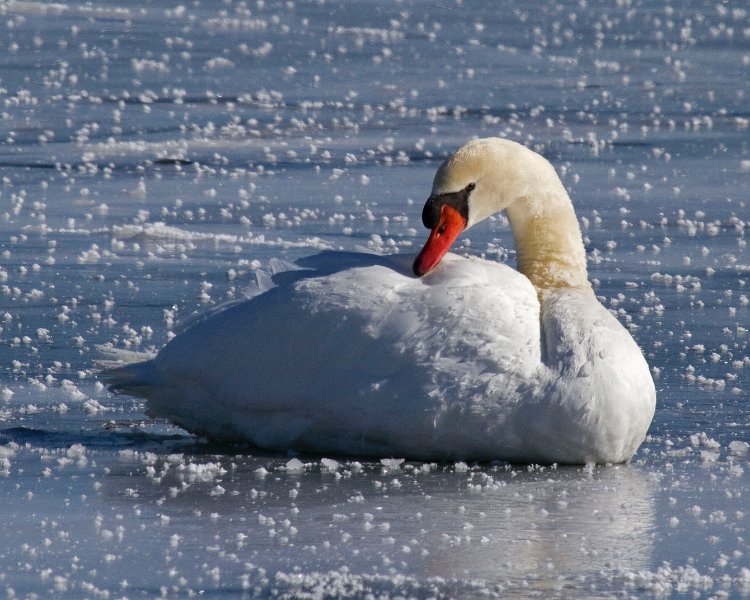 MuteSwan-0043