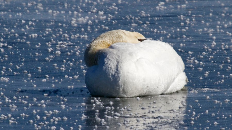 MuteSwan-0044