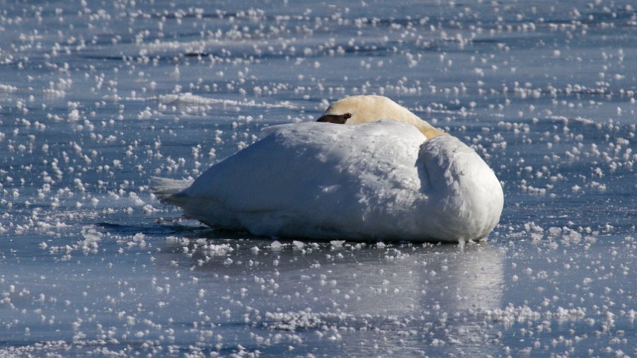 MuteSwan-0045