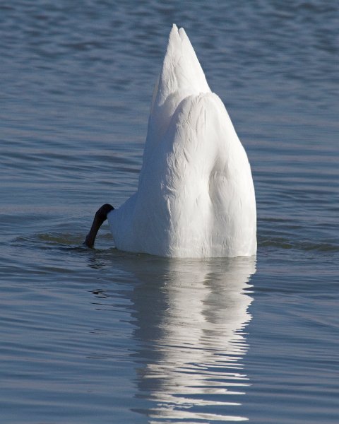 MuteSwan-0046