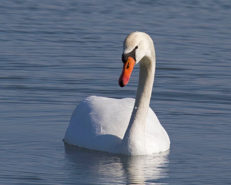 MuteSwan-0047