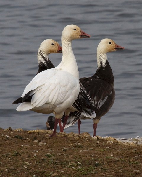 SnowGoose-0006