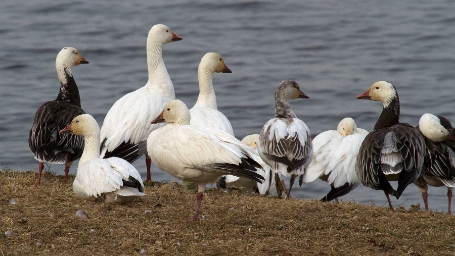SnowGoose-0010