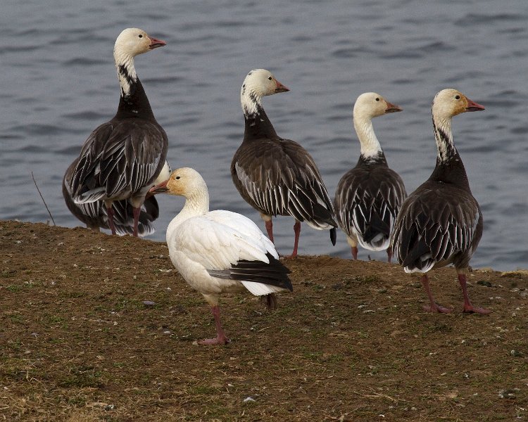 SnowGoose-0011