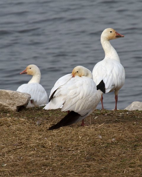 SnowGoose-0012