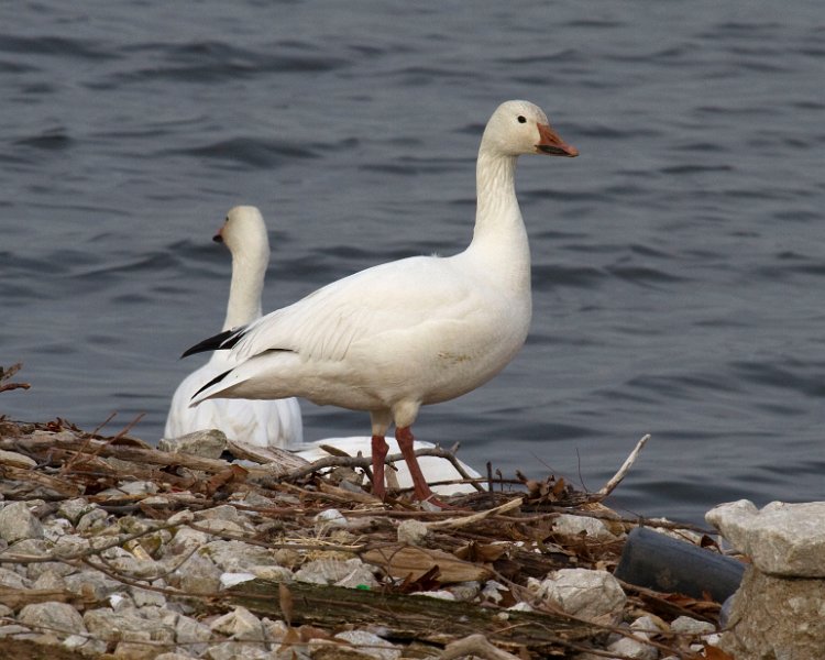 SnowGoose-0013
