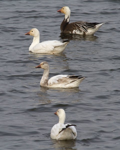 SnowGoose-0015
