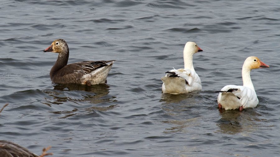 SnowGoose-0016