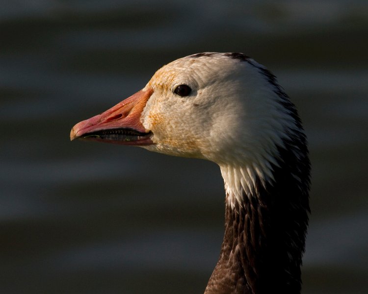 SnowGoose-0020