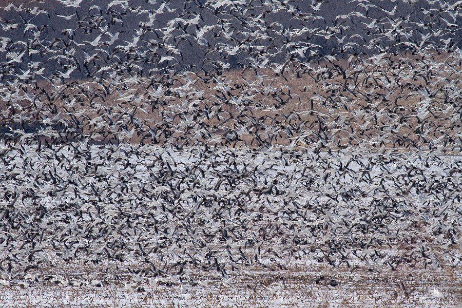 SnowGoose-0022