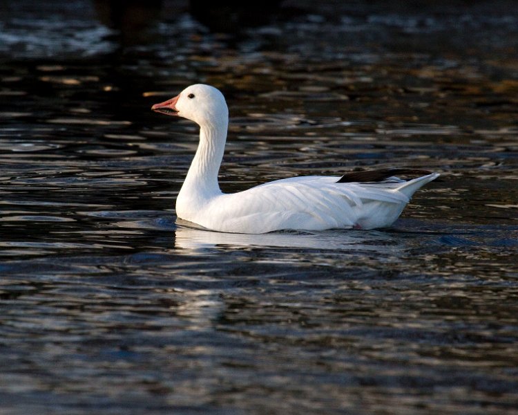 SnowGoose-0027