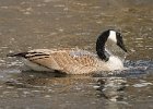 CaGoose-0017.jpg