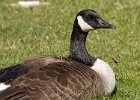 CaGoose-0023.jpg