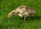 CaGoose-0029.jpg