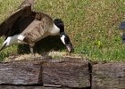 CaGoose-0035.jpg
