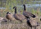 CacklingGoose-0001.jpg