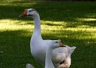 ChineseGoose-0001.jpg