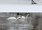 MuteSwan-0002.jpg