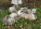 MuteSwan-0005.jpg