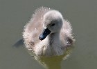 MuteSwan-0007.jpg