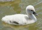 MuteSwan-0009.jpg