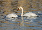 MuteSwan-0011.jpg