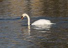 MuteSwan-0013.jpg