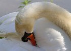 MuteSwan-0022.jpg