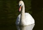 MuteSwan-0024.jpg