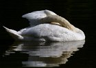 MuteSwan-0025.jpg