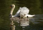 MuteSwan-0029.jpg