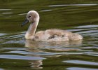 MuteSwan-0030.jpg