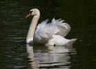 MuteSwan-0032.jpg