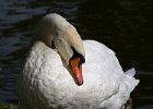 MuteSwan-0033.jpg