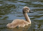 MuteSwan-0034.jpg
