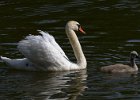 MuteSwan-0035.jpg