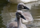 MuteSwan-0036.jpg