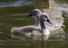 MuteSwan-0037.jpg