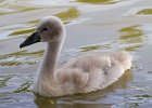 MuteSwan-0038.jpg