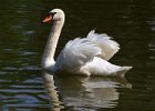 MuteSwan-0040.jpg
