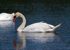 MuteSwan-0041.jpg