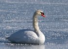 MuteSwan-0042.jpg