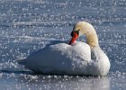 MuteSwan-0043.jpg
