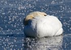 MuteSwan-0044.jpg